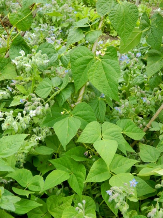 Bush Bean Companion Plants Our Green Neighbors: Companion Planting With Pole Beans Picture 245