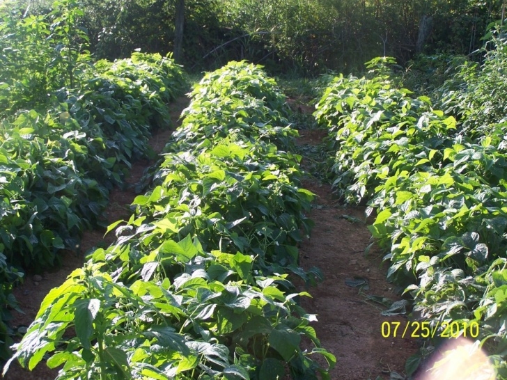 Bush Bean Companion Plants The Gardener'S Companion: How To Plant And Grow Green Photo 494