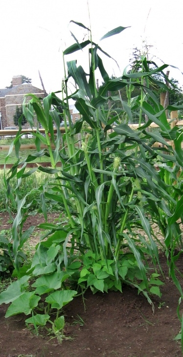 Bush Bean Companion Plants The Three Sisters Garden: Corn, Beans, Squash | The Arid Image 086