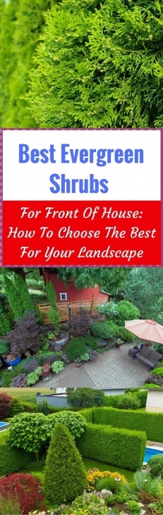 Bushes For Landscaping In Front Of House Best Evergreen Shrubs For Front Of House: How To Choose Picture 126