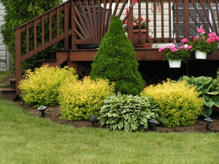 Bushes For Landscaping In Front Of House I Love This Landscapingi Grow The Goldmount Spiraeas In Image 266