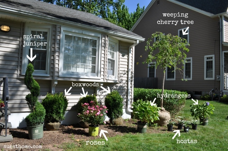 Bushes For Landscaping In Front Of House Shrubs – Sue At Home Picture 641