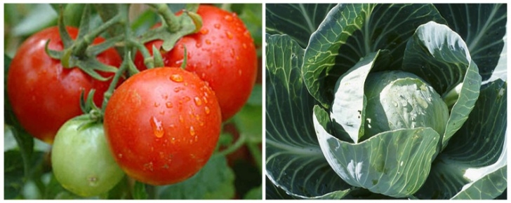 Cabbage Companion Plants Companion Planting: Foods That Help Each Other Grow Picture 813