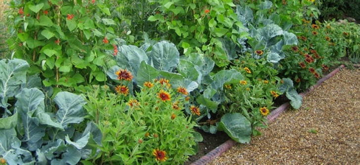 Cabbage Companion Plants Companion Planting For The Veggie Garden: - Contours Picture 305