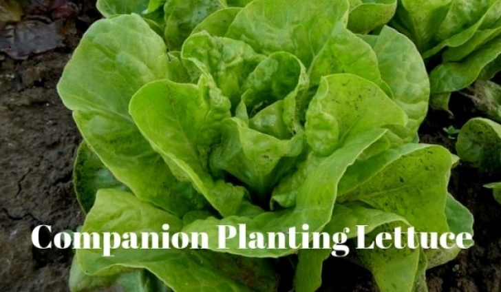 Cabbage Companion Plants Companion Planting Lettuce | Growing Guides Image 489