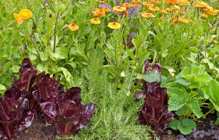 Cabbage Companion Plants Companion Planting, Lettuce, Marigols And Strawberry Photo 691
