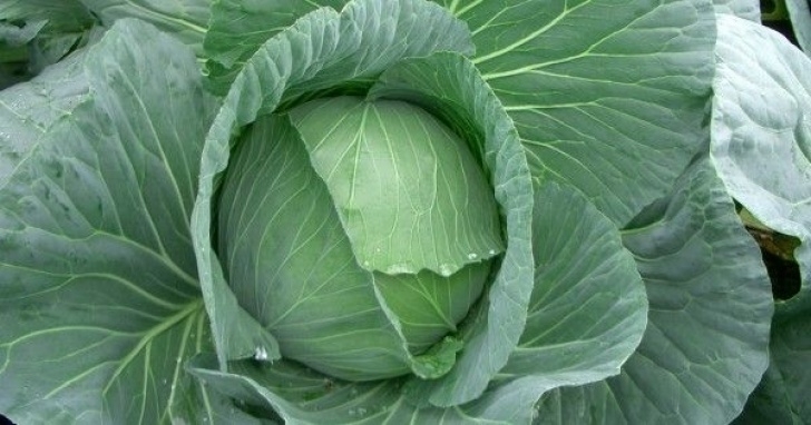 Cabbage Companion Plants Companion Plants: Beans, Broccoli, Brussels Sprouts Picture 162