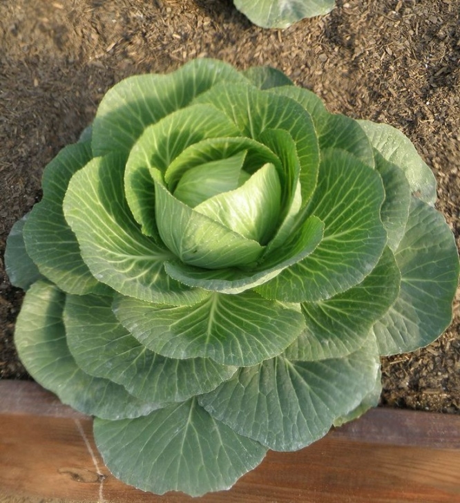 Cabbage Companion Plants Golden Cross 45-Day Cabbage | Cabbage, Cabbage Plant Picture 669