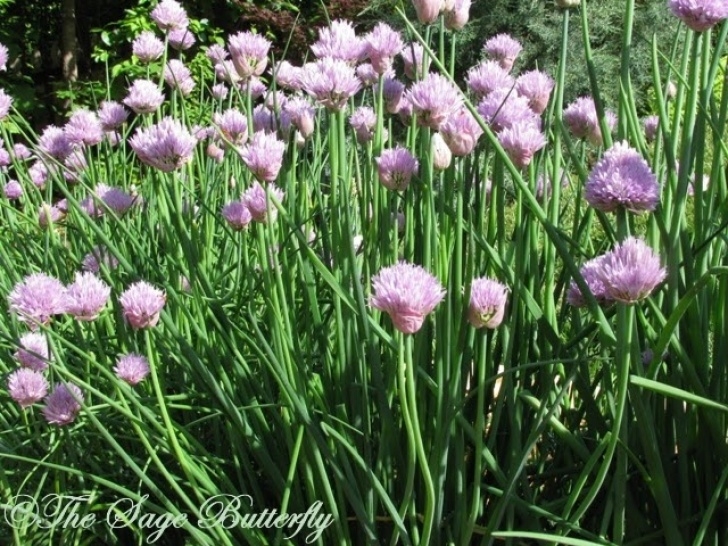 Cabbage Companion Plants The Sage Butterfly: Tomato Loves Parsley, Cabbage Loves Picture 266
