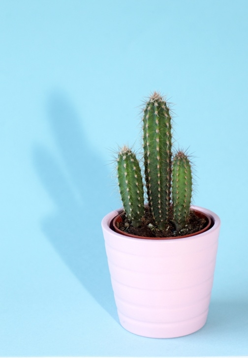 Cactus In Small Pots 10 Great Types Of Cactus To Gift • A Subtle Revelry Picture 407