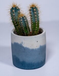 Cactus In Small Pots Concrete Small Cactus Plant Pot By Smith &amp; Goat - Greyscape Picture 037