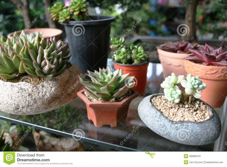 Cactus In Small Pots Cute Cactus Plants Stock Photography - Image: 36836472 Image 140
