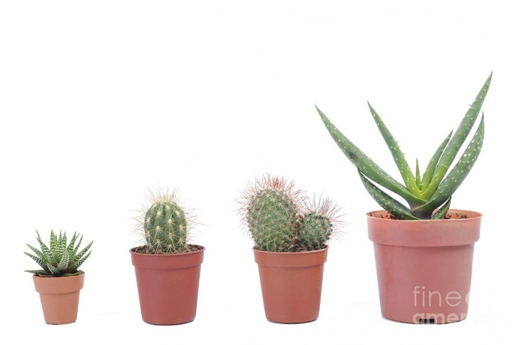 Cactus In Small Pots Four Varieties Of Mini Cactus In Pots Photograph By Sami Photo 521