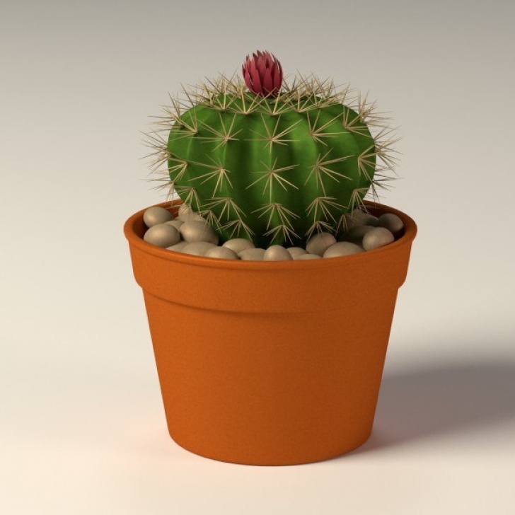 Cactus In Small Pots Max Cactus Pot Picture 666