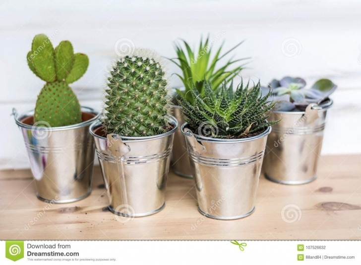 Cactus In Small Pots Metal Pots With Small Cacti .Succulent Plants Stock Photo Picture 662