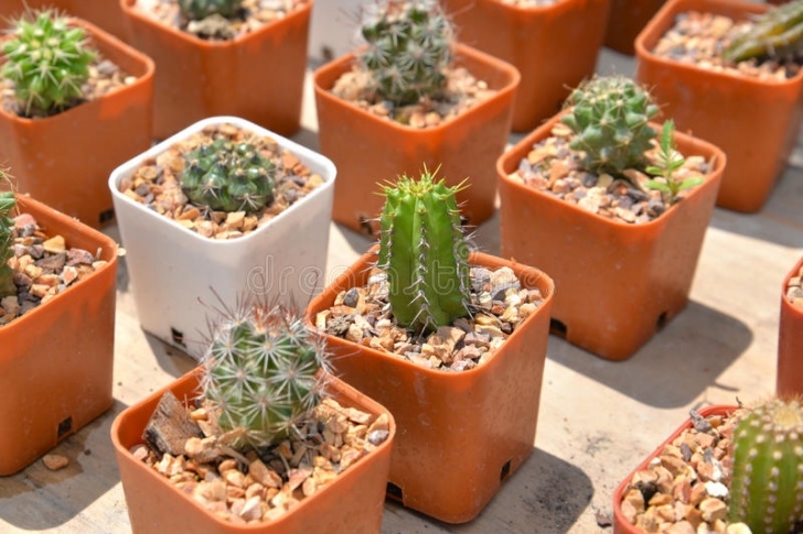 Cactus In Small Pots Small Cactus In Pot Stock Image. Image Of Green, Domestic Photo 878