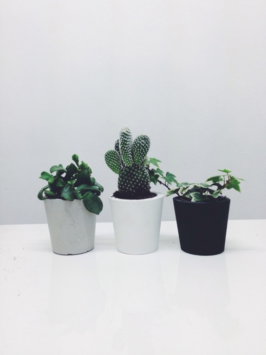 Cactus In Small Pots Small Cement Pots / Planters For Cactus Succulents By Picture 709