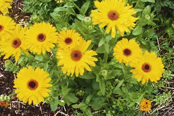 Calendula Companion Planting A Guide To Companion Planting For A Healthy Garden Image 220