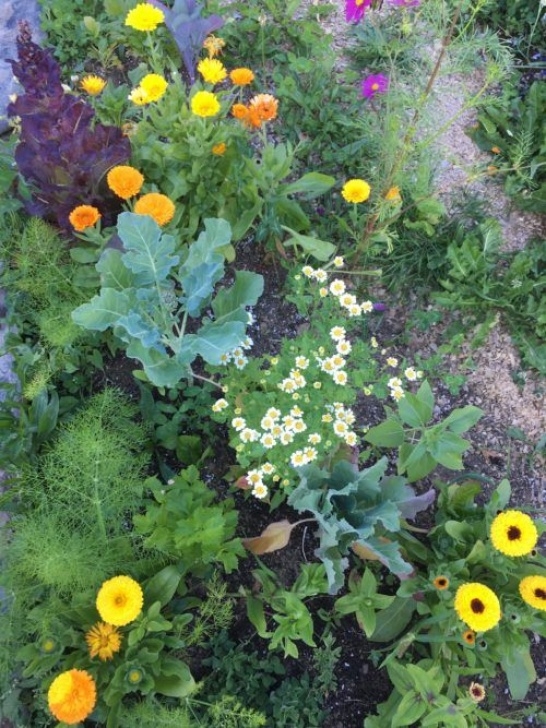 Calendula Companion Planting Calendula Officinalis (Pot Marigold) Growing + Benefits Picture 389