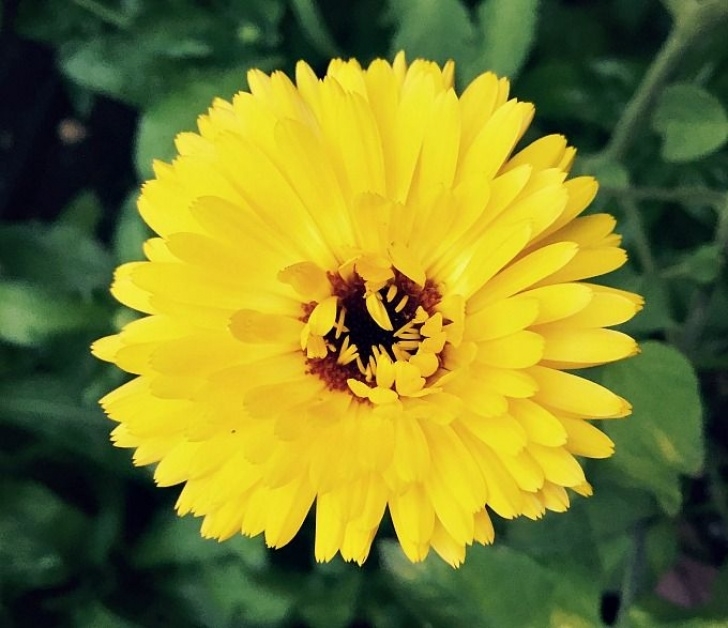 Calendula Companion Planting How To Grow And Use Calendula | Calendula, Plants, Growing Picture 577