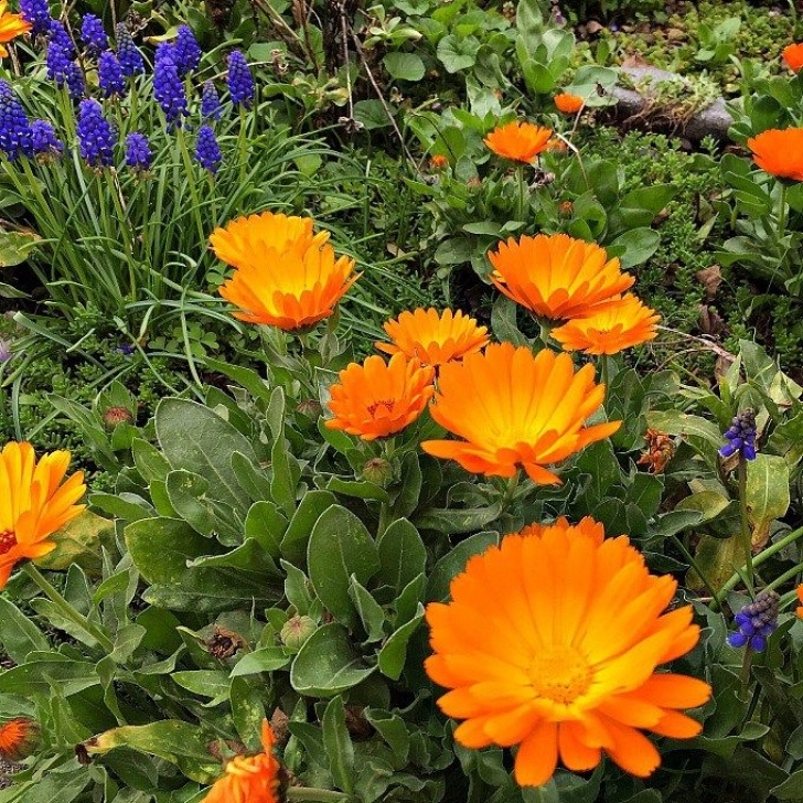 Calendula Companion Planting How To Grow And Use Calendula | Container Herb Garden Image 908
