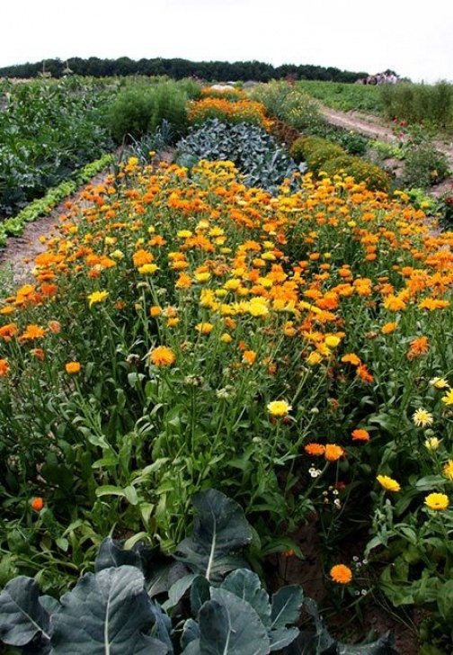 Calendula Companion Planting How To Grow Calendula Flowers: Sowing, Growing, And Saving Image 062