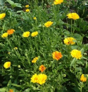 Calendula Companion Planting How To Prevent Aphids: Deter &amp; Get Rid | Companion Picture 269