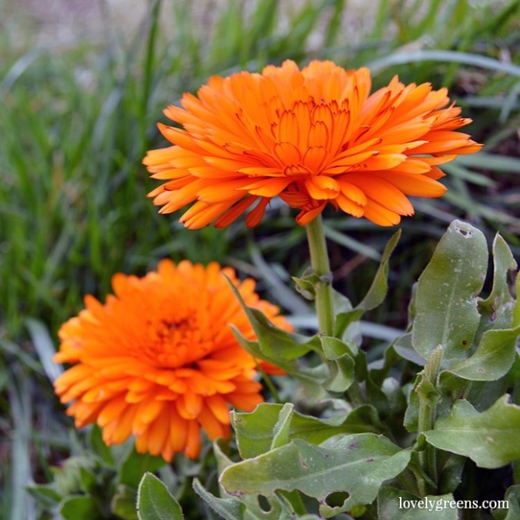 Calendula Companion Planting How To Use Calendula Flowers For Skin | Calendula Image 318
