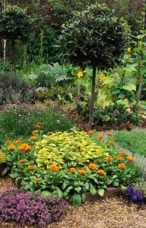Calendula Companion Planting Kitchen Garden With Herbs And Flowers Companion Planting Picture 290