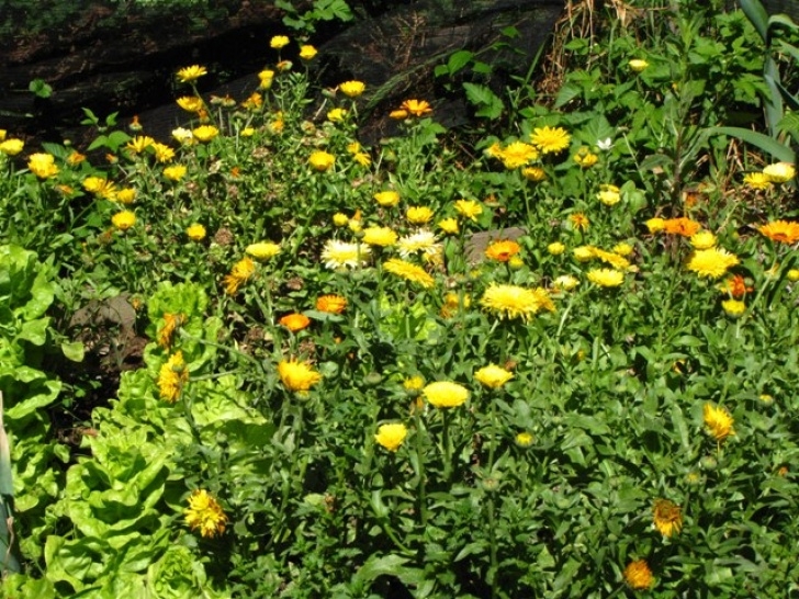 Calendula Companion Planting Saturday Garden Journal - Natural Suburbia Image 881