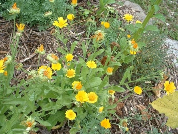 Calendula Companion Plants Calendula Officinalis The Edible Flowers Are A Bright Image 999