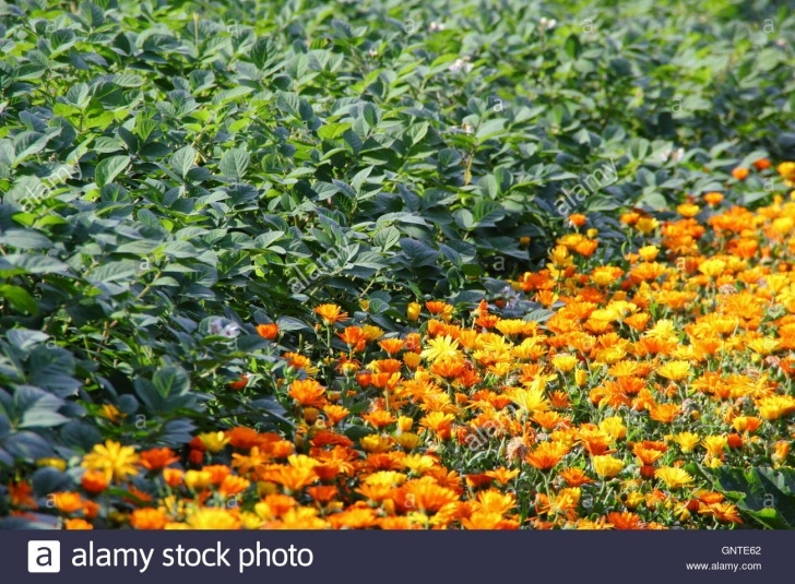Calendula Companion Plants Companion Planting High Resolution Stock Photography And Photo 999