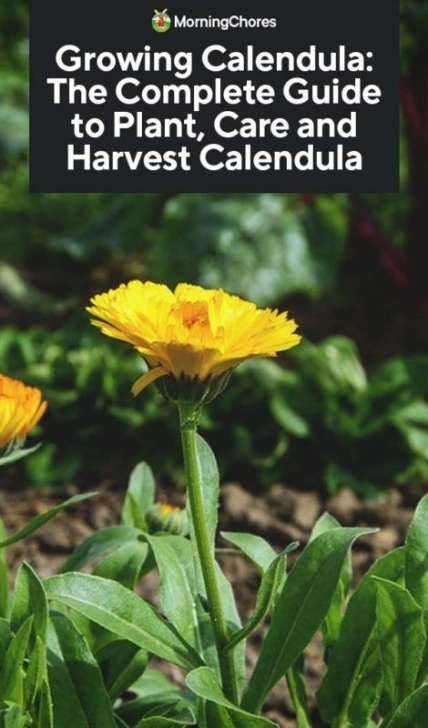 Calendula Companion Plants Growing Calendula: The Complete Guide To Plant, Care And Photo 848