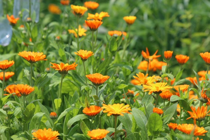 Calendula Companion Plants How To Grow Calendula | Companion Planting, Vegetable Picture 009