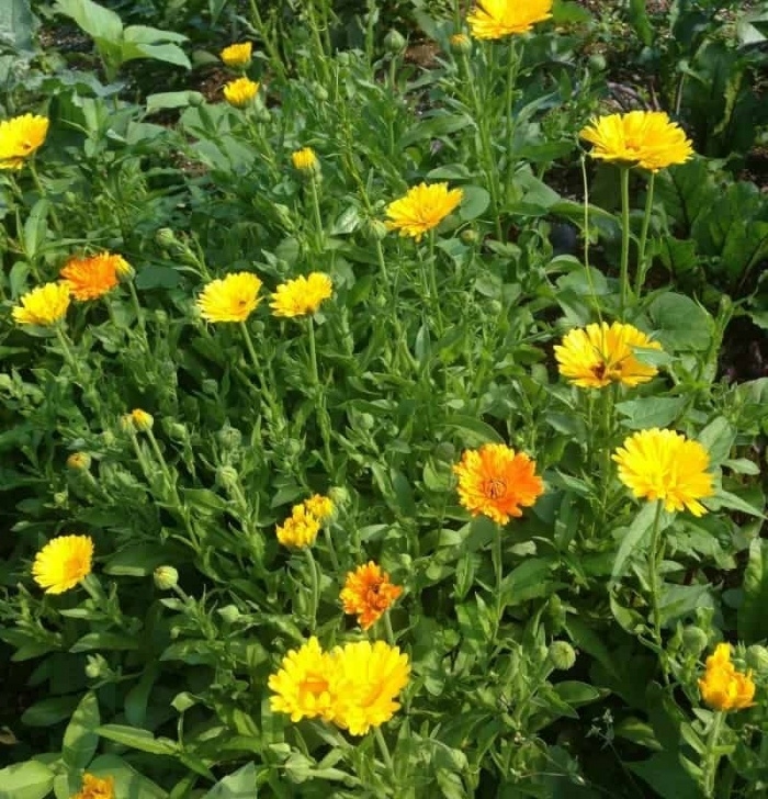 Calendula Companion Plants How To Prevent Aphids: Deter &amp; Get Rid | Companion Image 298