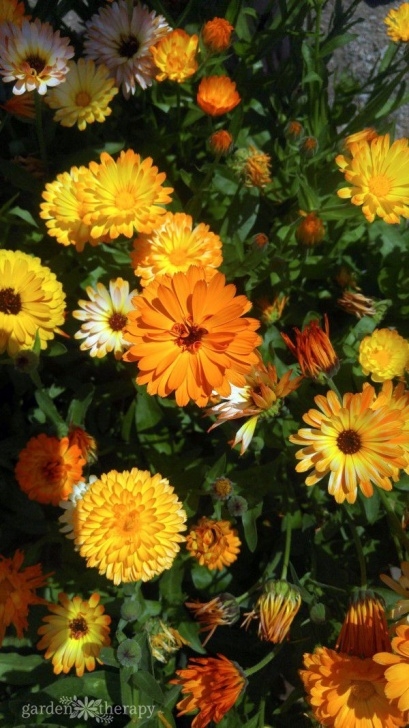 Calendula Companion Plants More Than Just A Garden Beauty: How To Dry, Use, And Grow Photo 332