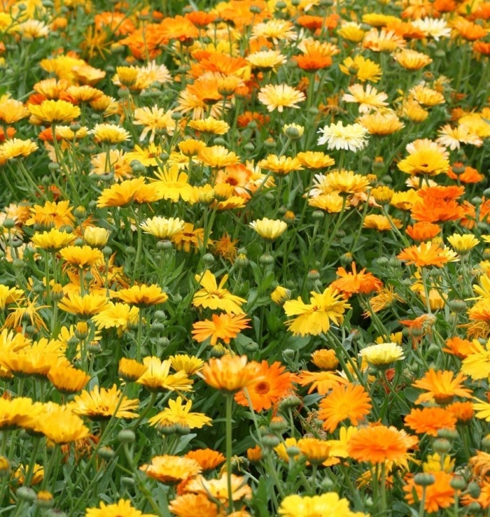 Calendula Companion Plants Pacific Beauty Mix Organic | Edible Flowers, Calendula, Seeds Picture 747