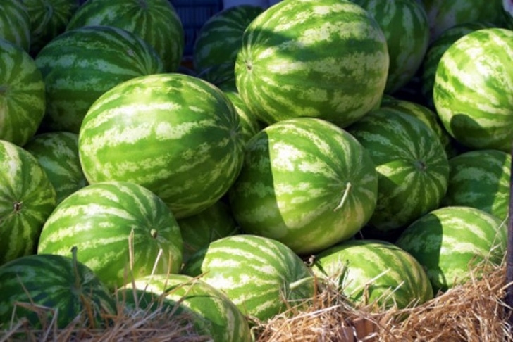 Cantaloupe Companion Plants A Companion Plant For Watermelon | Hunker Picture 560