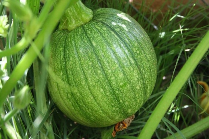 Cantaloupe Companion Plants Companion Planting For Melons | Companion Gardening Image 462
