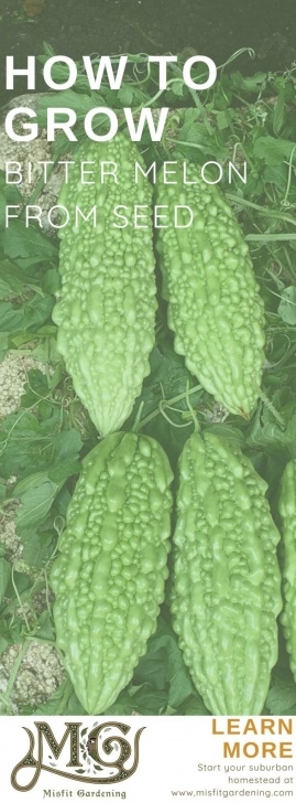 Cantaloupe Companion Plants How To Grow Bitter Melon In 2020 | Bitter Melon, Seed Photo 900
