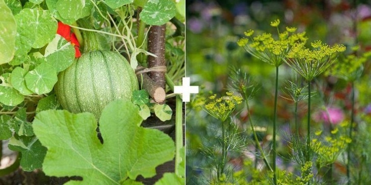 Cantaloupe Companion Plants Melons Or Squash + Flowering Herbs Image These Are All Picture 333