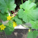 Cantaloupe Companion Plants Potted Melon Care - How To Grow Cantaloupes In Containers Picture 776