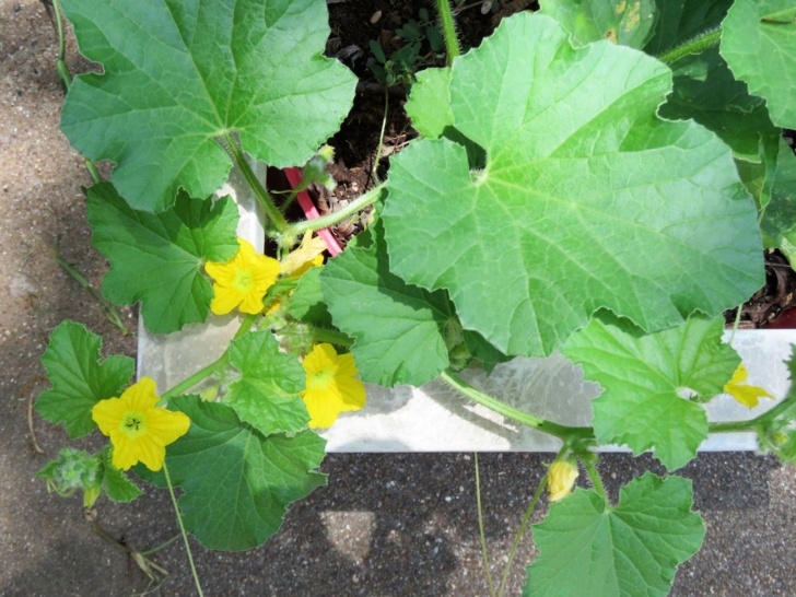 Cantaloupe Companion Plants Potted Melon Care - How To Grow Cantaloupes In Containers Picture 776