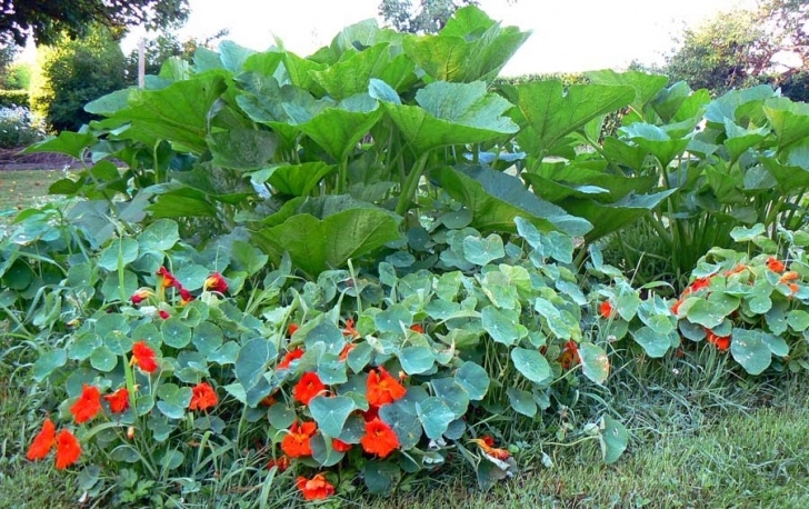 Cantaloupe Companion Plants Prior Unity Garden Blog – Garden Information &amp; Discussion Photo 526