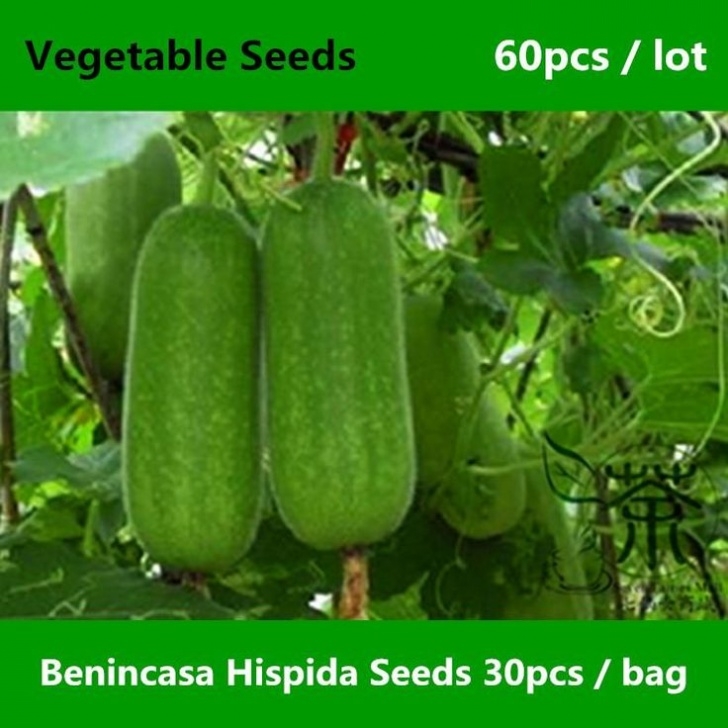 Cantaloupe Companion Plants Wax Gourd Benincasa Hispida Seeds Xiao Dong Gua Image 648
