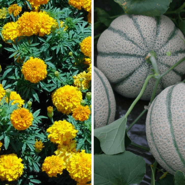 Cantaloupe Companion Plants What Vegetables To Plant Side By Side | Companion Gardening Picture 251