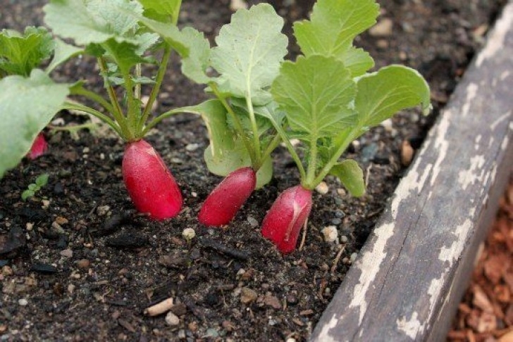 Carrot Companion Plants 10 Companion Plants To Grow With Zucchini (One Hundred Picture 044