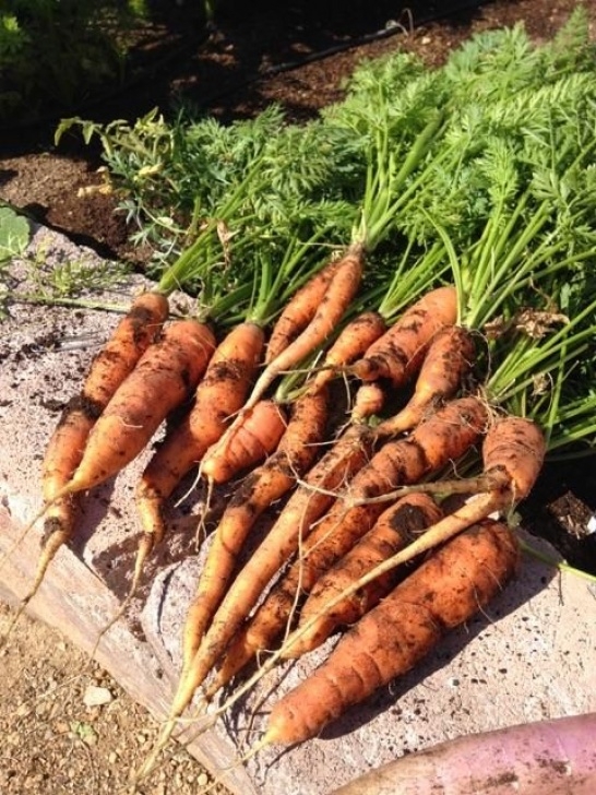 Carrot Companion Plants 15 Best Companion Planting Images On Pinterest | Growing Picture 597
