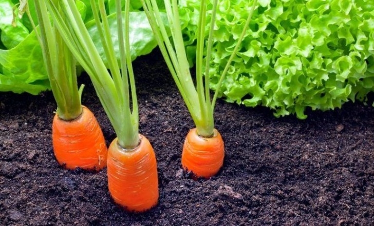 Carrot Companion Plants 6 Tips For Growing Carrots In Your Garden | Carrot Picture 330