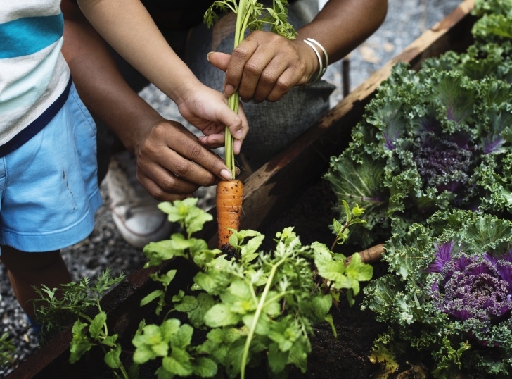Carrot Companion Plants Carrot Companion Plants Image 699